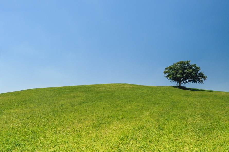 hill-meadow-tree-green-large.jpg